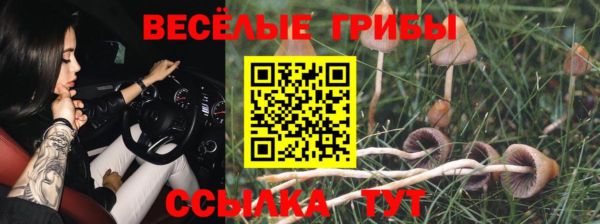 Псилоцибиновые грибы Psilocybine cubensis  Кимовск 